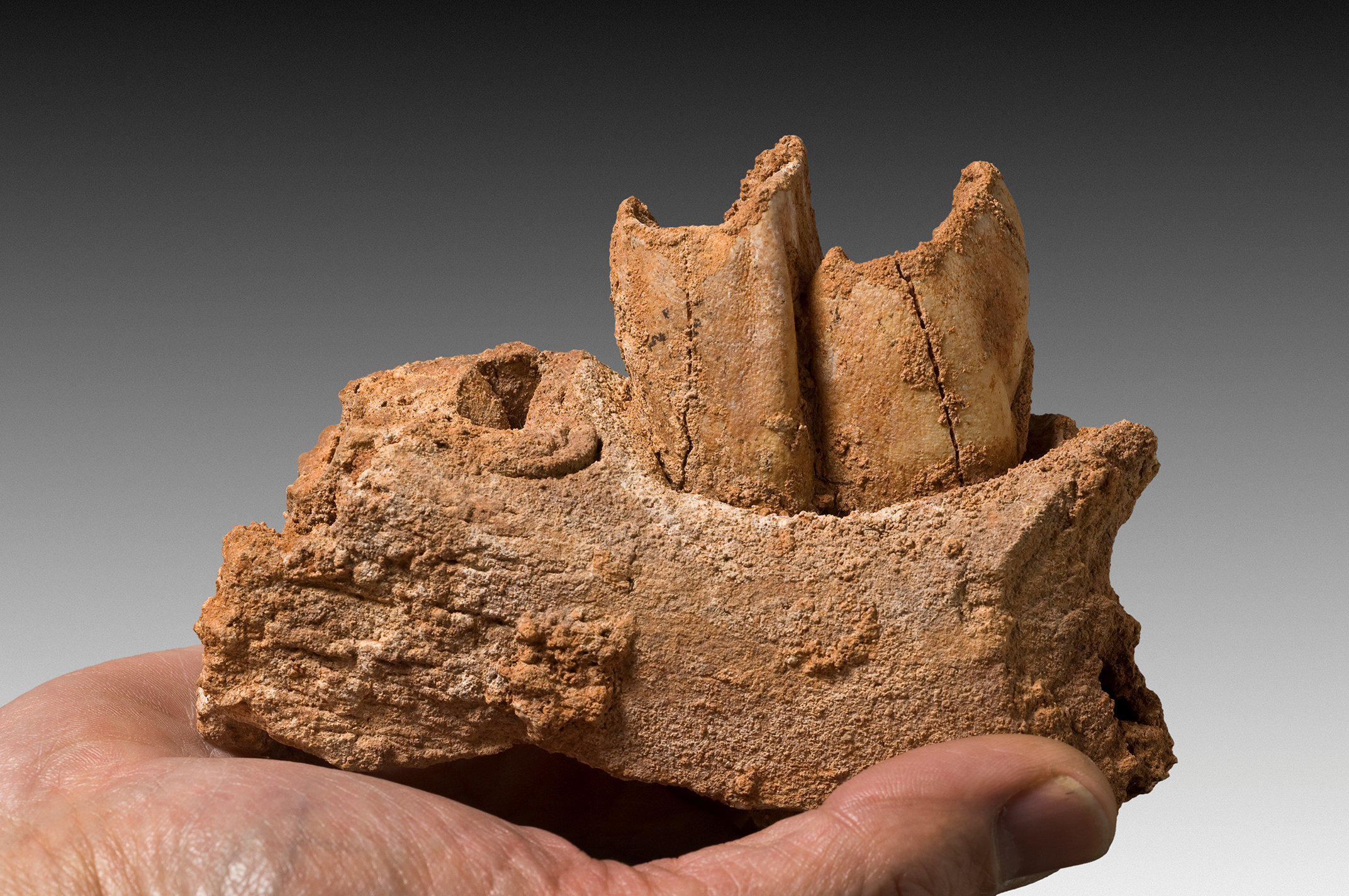 De intrigerende levensstijl van Neanderthalers – tandglazuur onthult nieuwe aanwijzingen