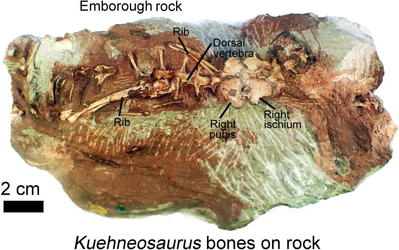 Partial Skeleton of Gliding Reptile Kuehneosaurus