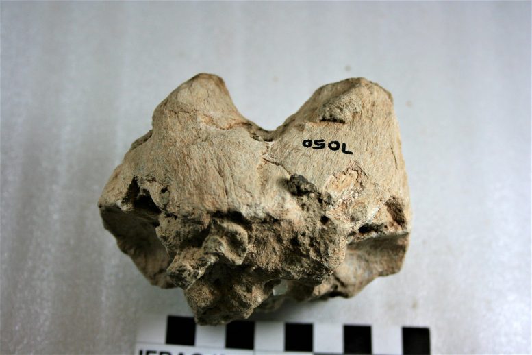 Partial Skull of Small Antelope