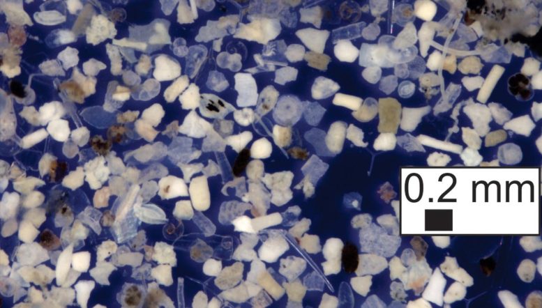 Particles From Hurricane Induced Sediment Plume