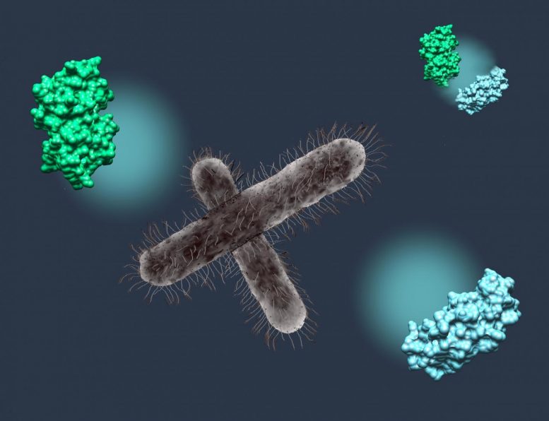 Pathogenic Bacteria Shigella Human Proteins