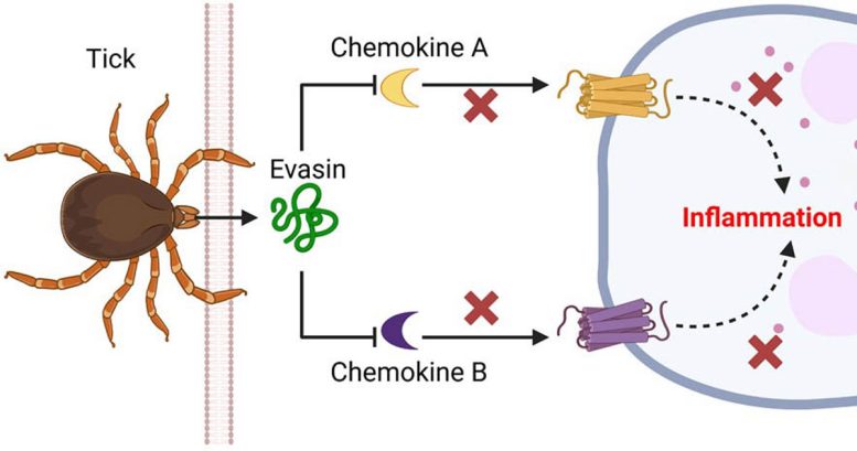 Pathway to New Tick Evasins