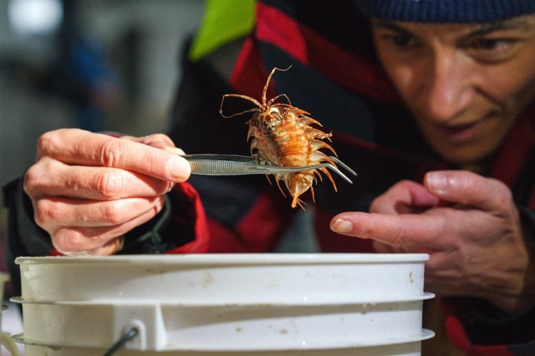 Patricia Esquete Inspects Isopod