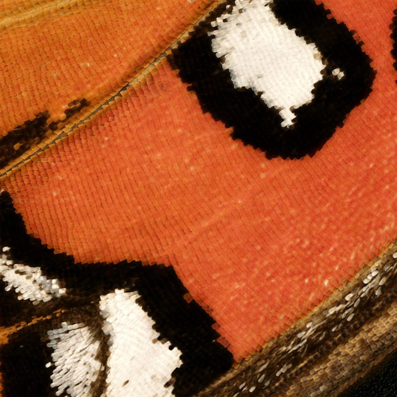 Pattern Details of Gulf Fritillary Butterfly Wing