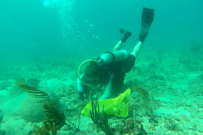 Paul Scesa Diving Sea Corals