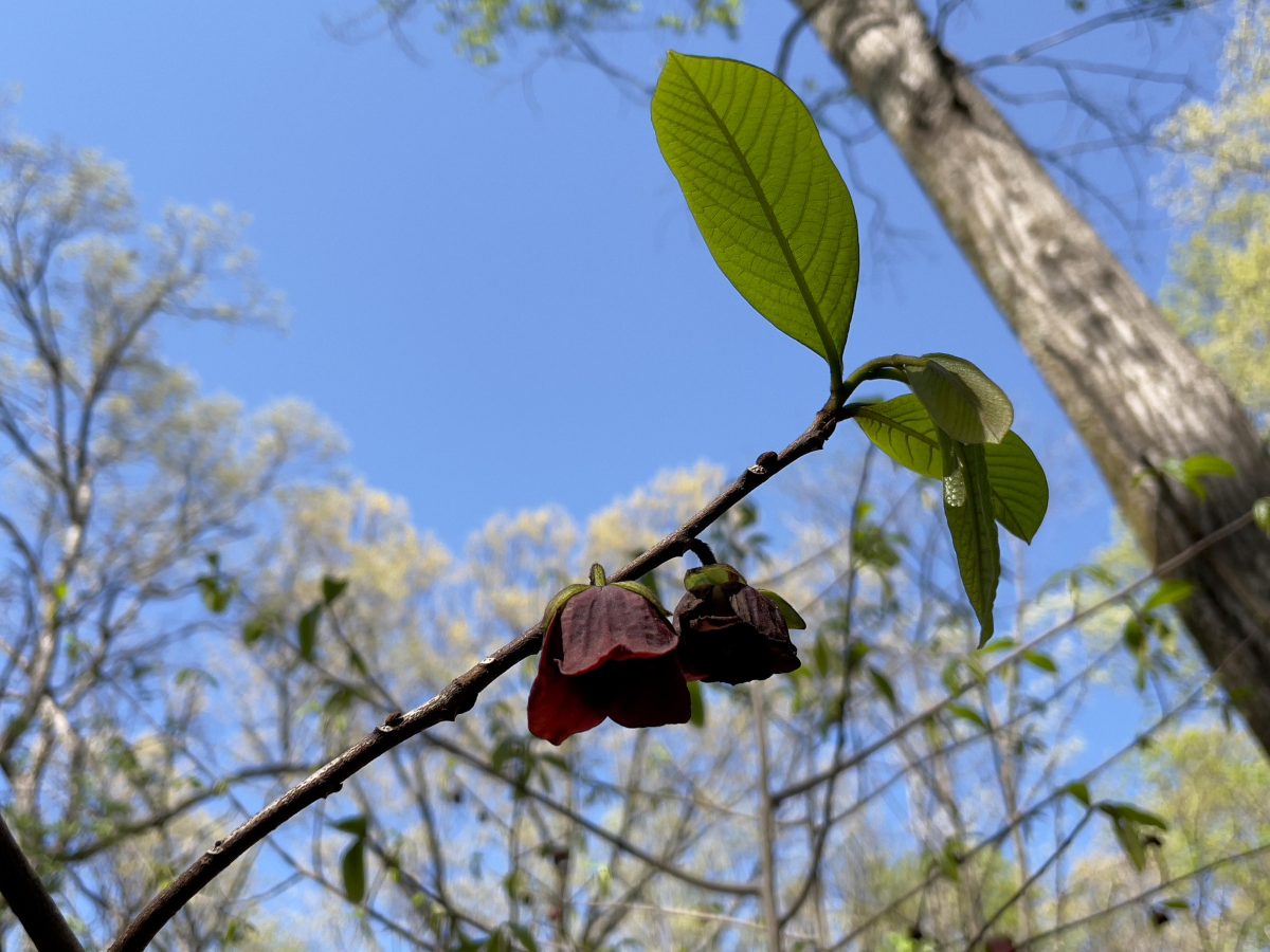 North America’s Largest Native Fruit Shakes Up Local Ecosystems