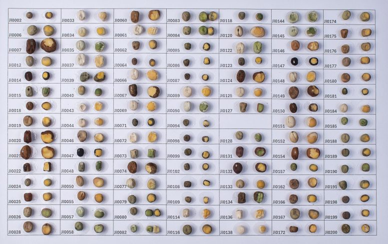 Pea Diversity Panel