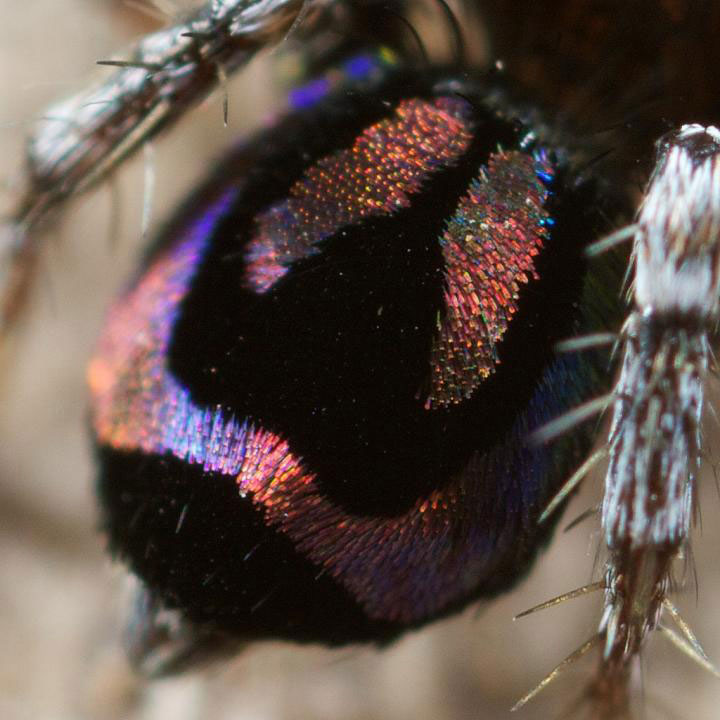 Peacock Spider Maratus robinsoni