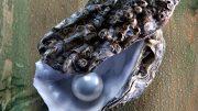 Pearl in Oyster Shell