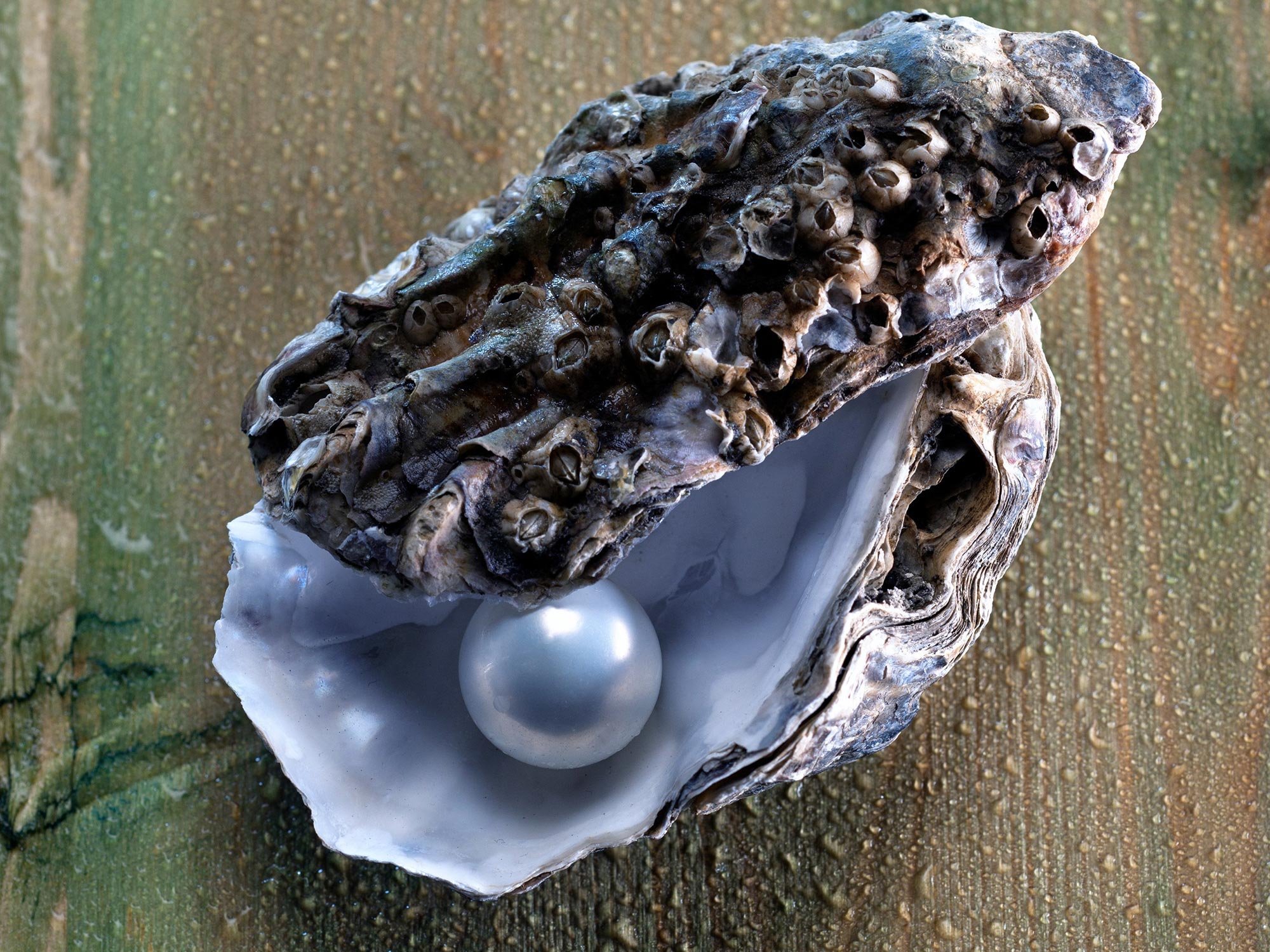 Genetic Research Reveals Molecular Fingerprint Behind Beautiful Pearls Genetic Research Reveals Molecular Fingerprint Behind Beautiful Pearls