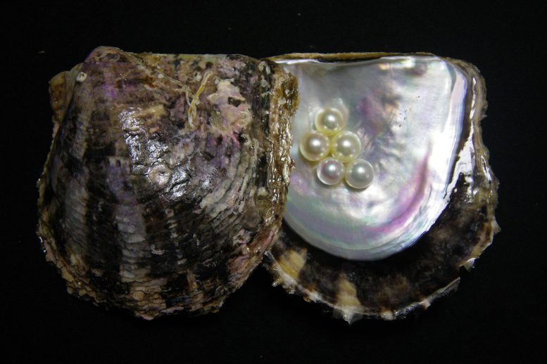 Pearls Within Oyster Shell