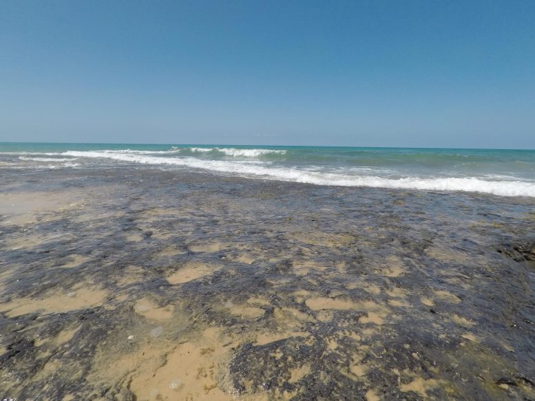 Peat Reef Habitat Exposed by the Tides