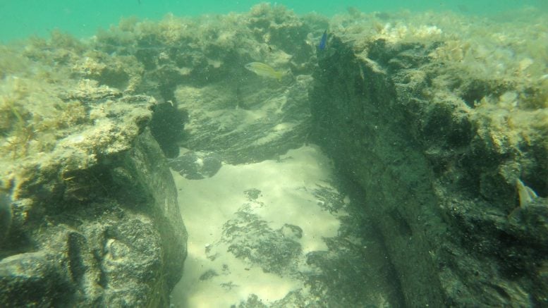 Peat Reef Habitat Fauna
