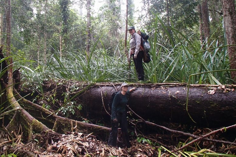 Peat Swamp Forest in Borneo