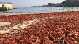 Pelagic Red Crab Stranding
