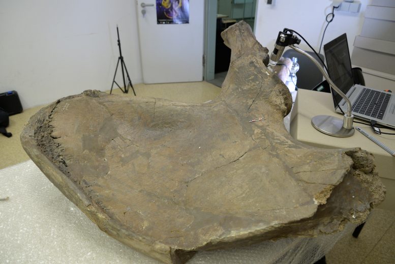 Pelvic Bone of a Palaeoloxodon antiquus