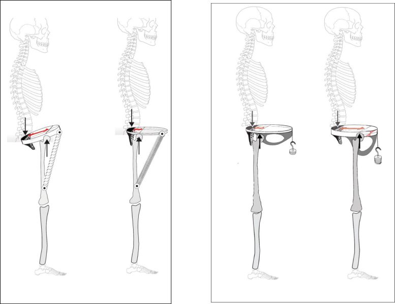 Pelvis and Hip Biomechanics Reconstruction