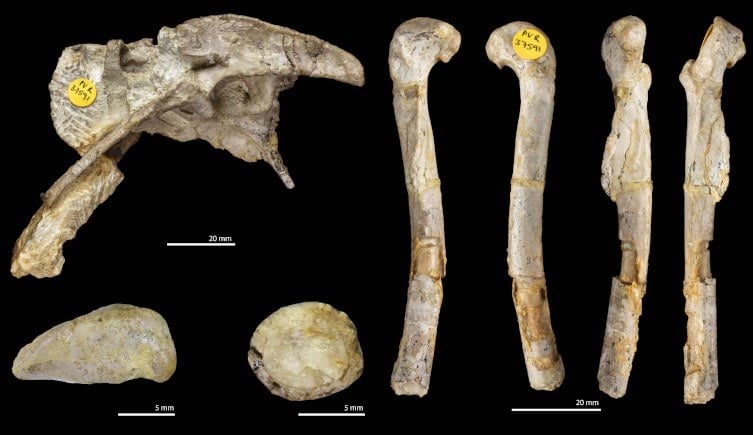 عظام أحفورية لبنتريك ميلنير