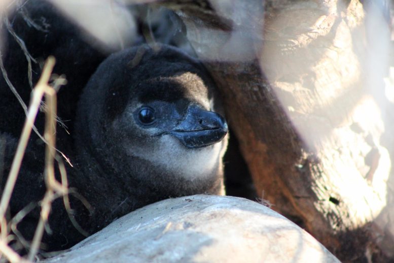 Penguin Chick Close