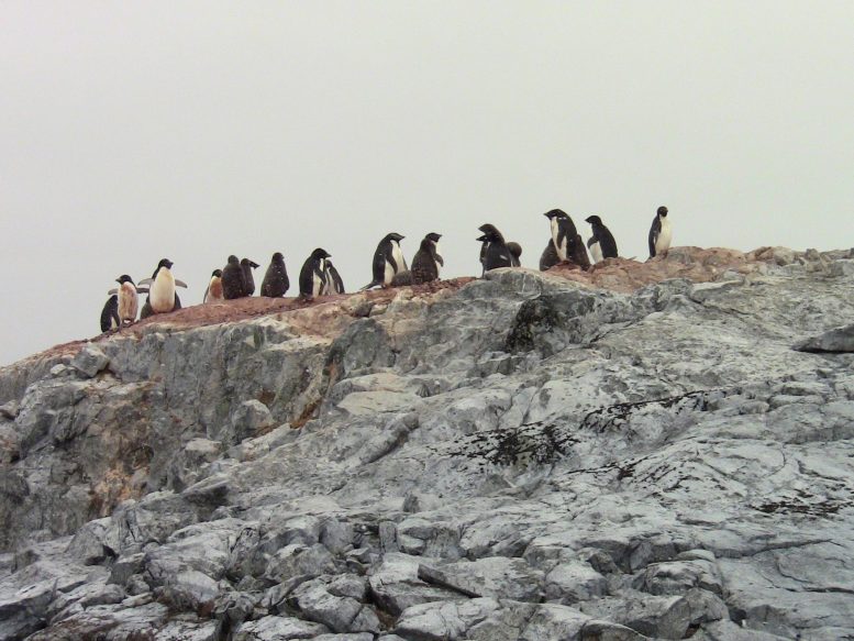Penguin Colony at the Edge of the West Antarctica Peninsula