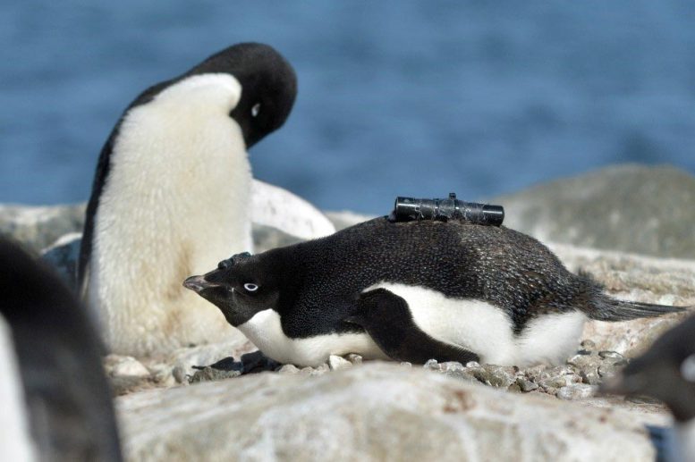 Penguin Equipped With Video Camera