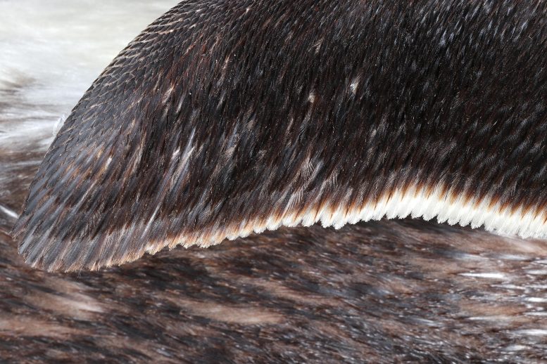 Penguin Wing Feathers