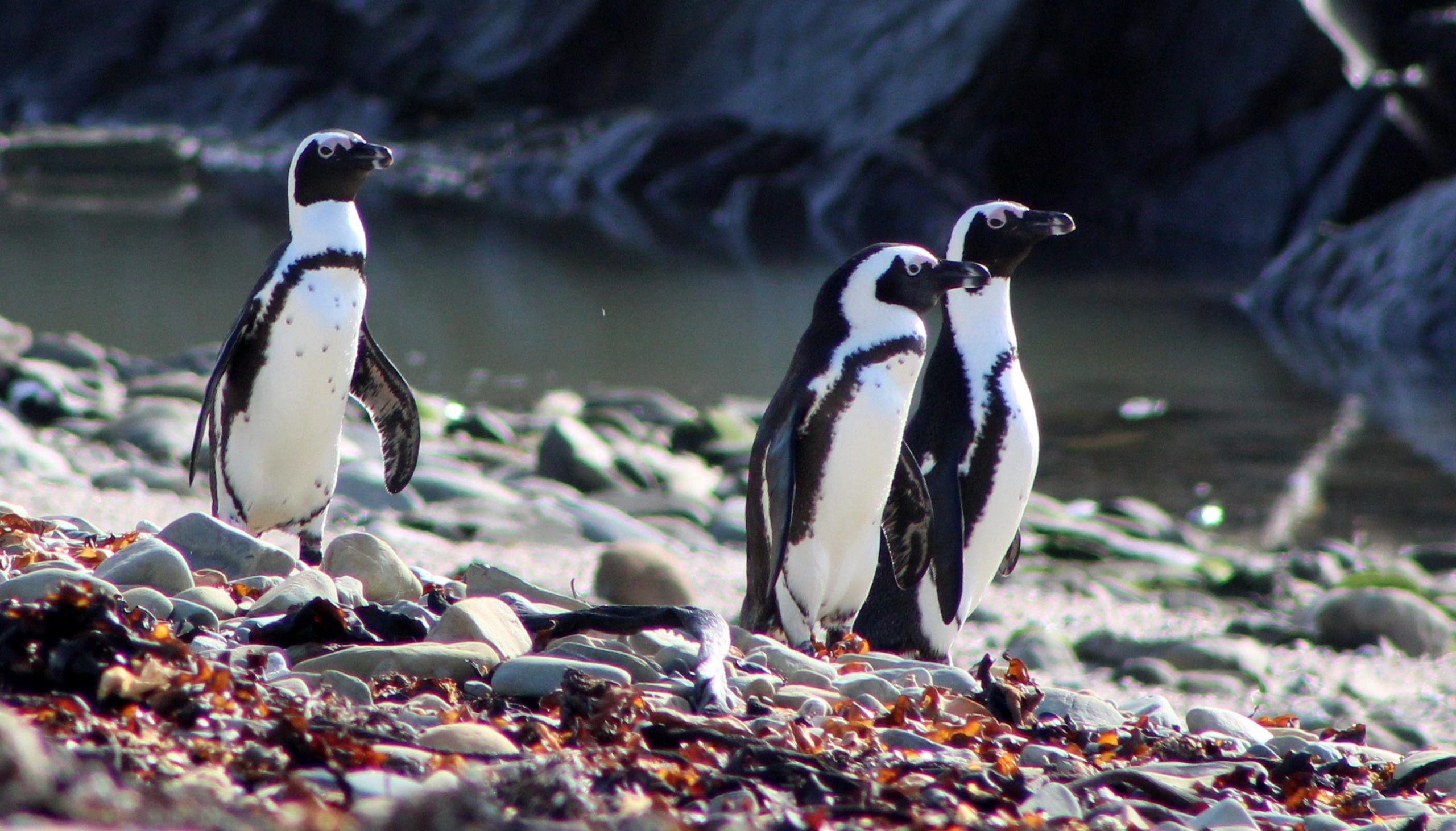 African Penguins Face Growing Danger As Fishing Fleets Move In