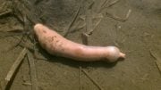 Penis Worm