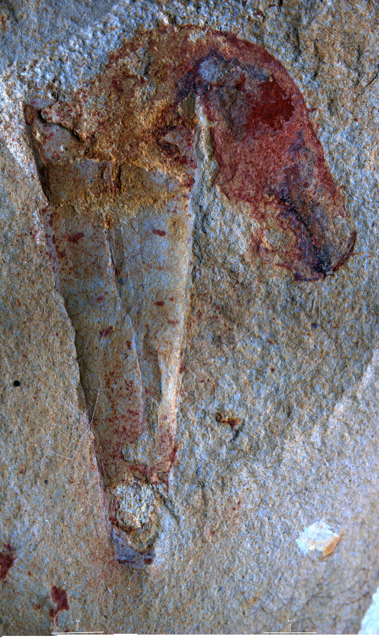 Penis-Worm-Fossil-1.jpg