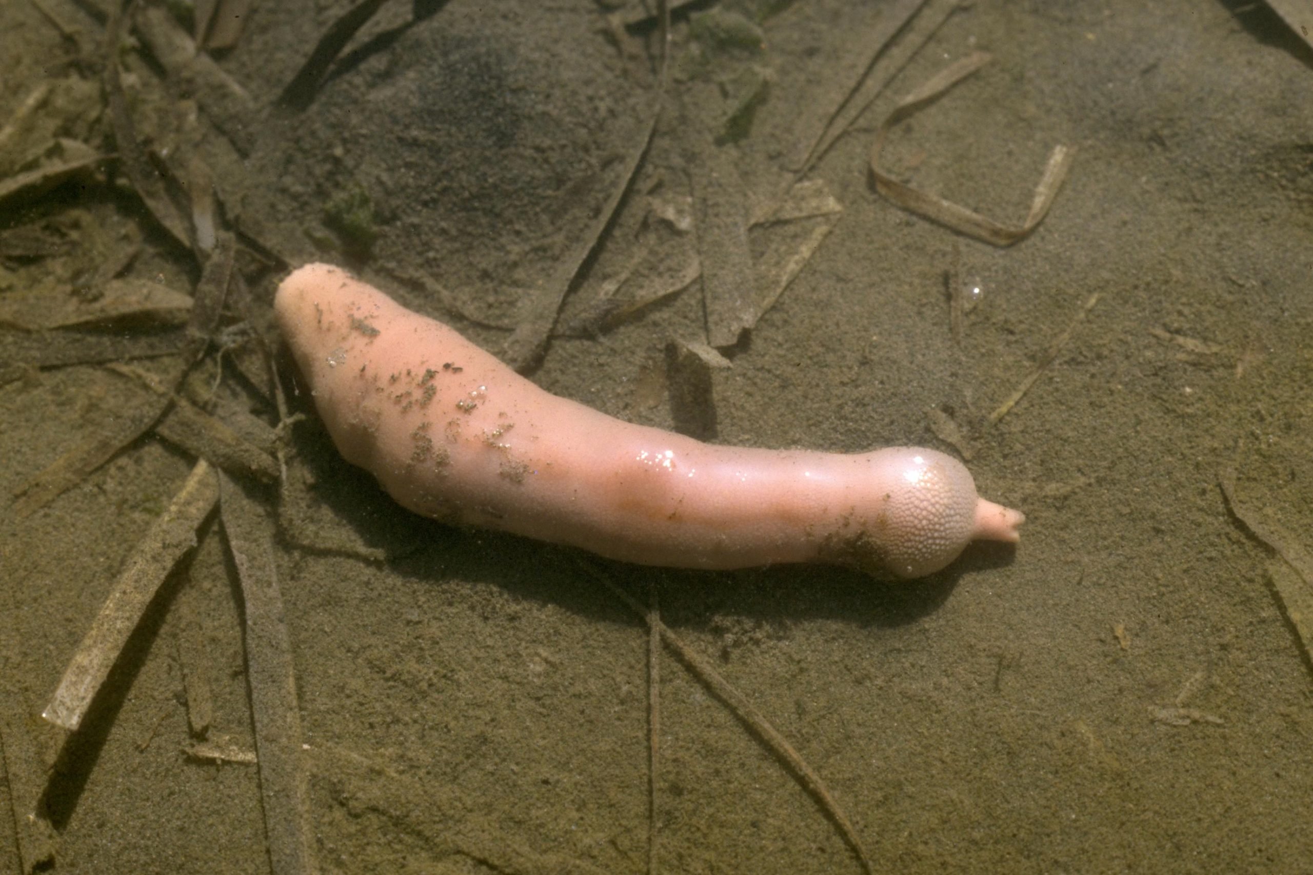 Meet the Penis Worm These Widespread Yet Understudied Sea Creatures Deserve Your Love