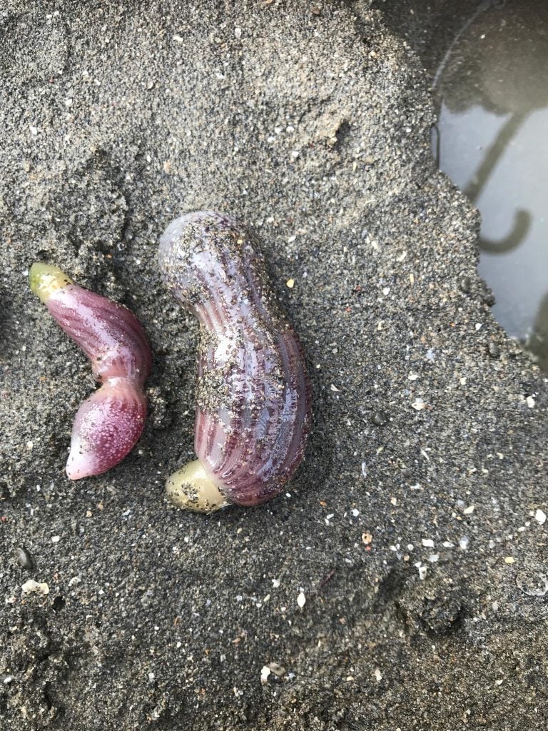 Penis Worms