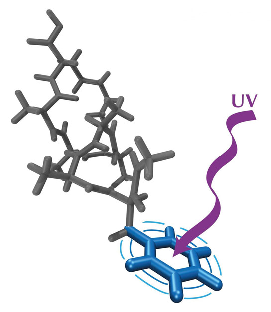Peptides Exposed to UV Radiation Transition to More Reactive Triplet Quantum States