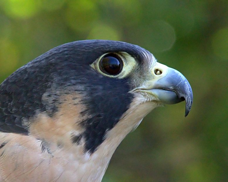 Peregrine Falcon Close Up