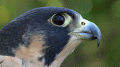 Peregrine Falcon Tom Brady
