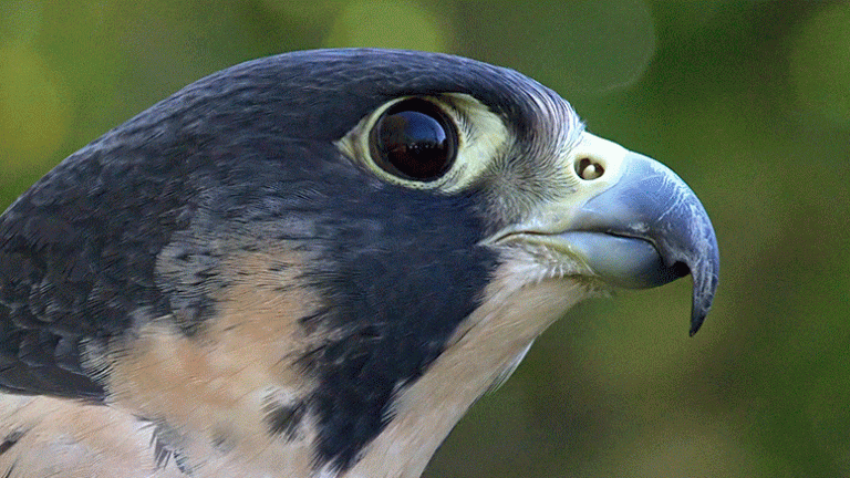 Falcon Bird Racing Falcons See Prey at Over 200 MPH – Speed of a Formula 1 Race Car