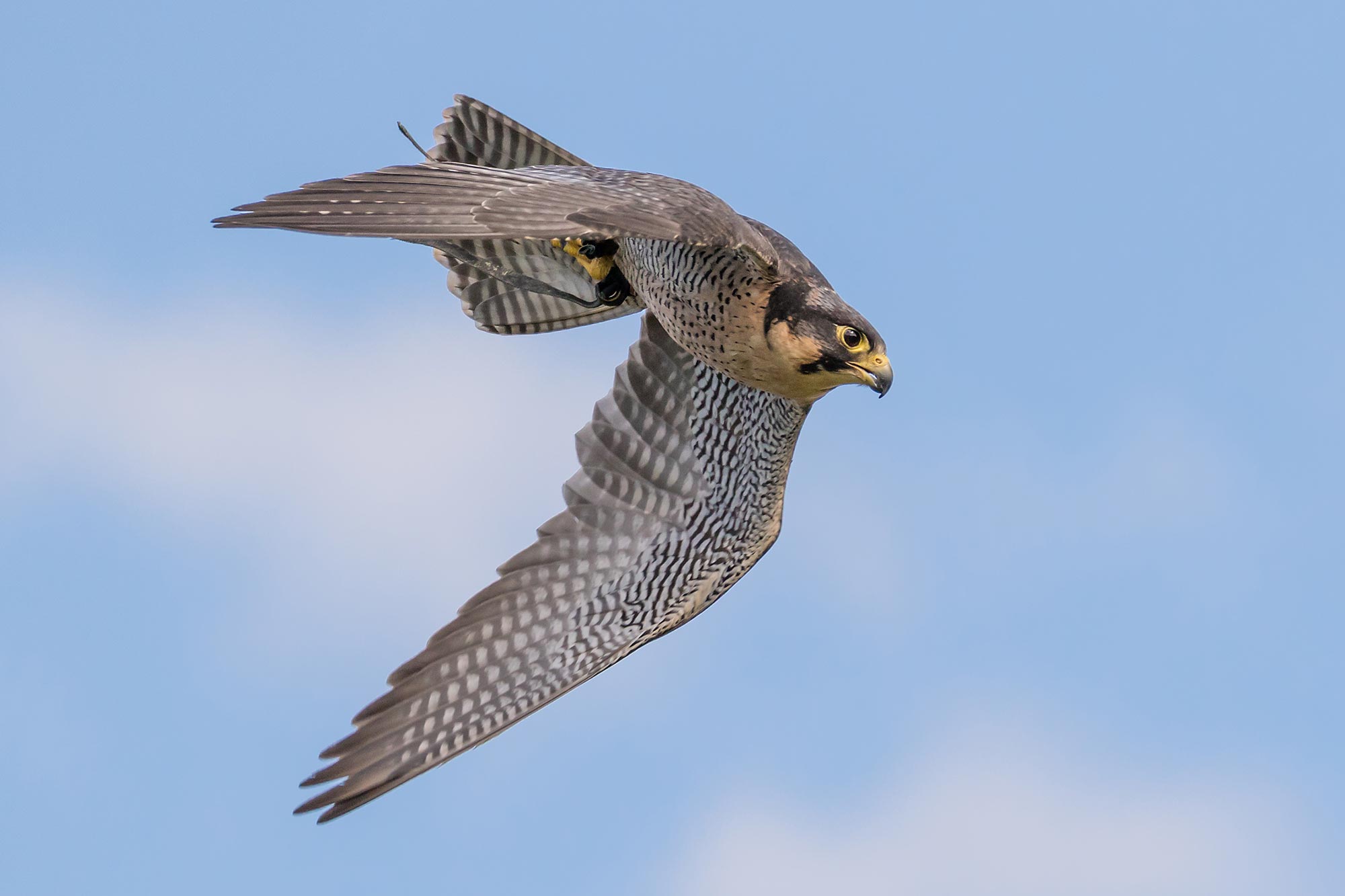 Peregrine Falcon Catching Prey