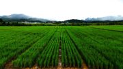 Perennial Rice Variety PR25 Growing in China