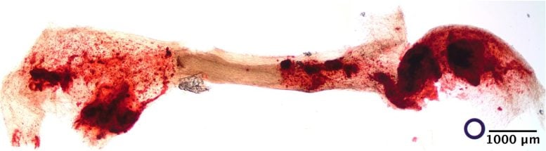 Periodontal Ligament Engineered Using STOMP