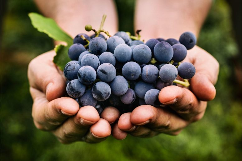 Person Holding Grapes