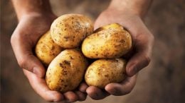 Person Holding Potatoes