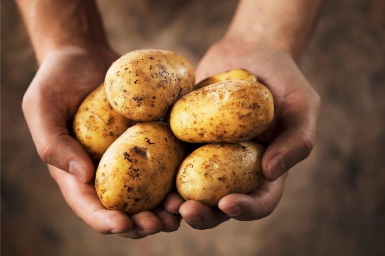 Person Holding Potatoes