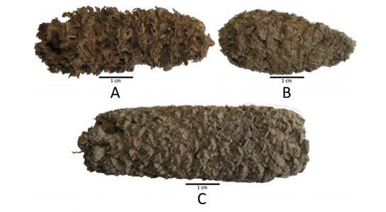 Peruvian Corn Cobs from 6,500-4,000 years ago