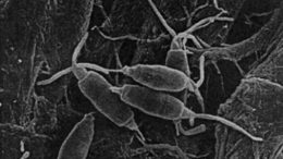 Pestalotiopsis-microspora-close