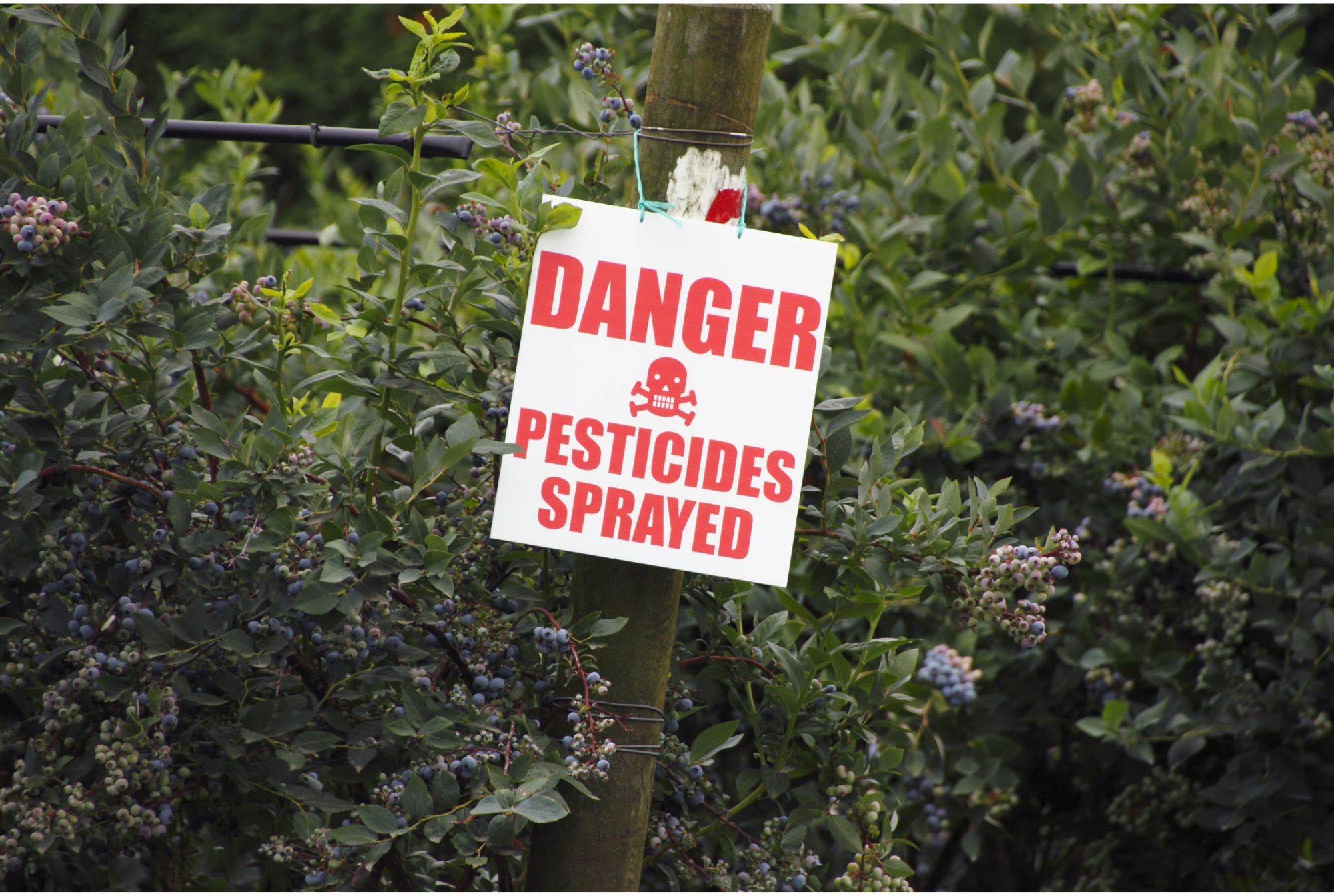 Pesticides Are Corroding History
