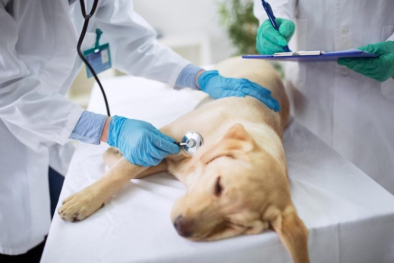 Pet Dog Vet Healthcare