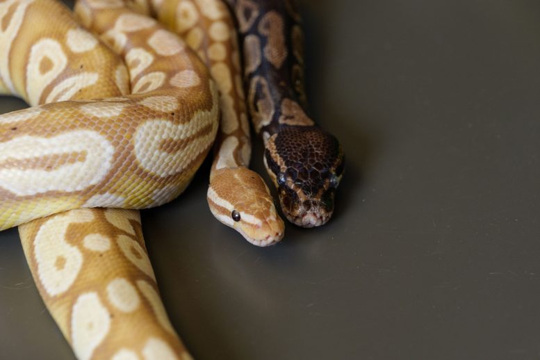 Pet Pythons in the Lab