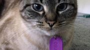 Pet Tags Link Widely Used Flame Retardant to Hyperthyroidism in Cats