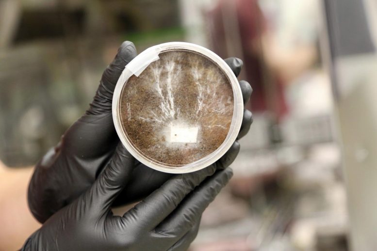 Petri Dish Containing Mycelia