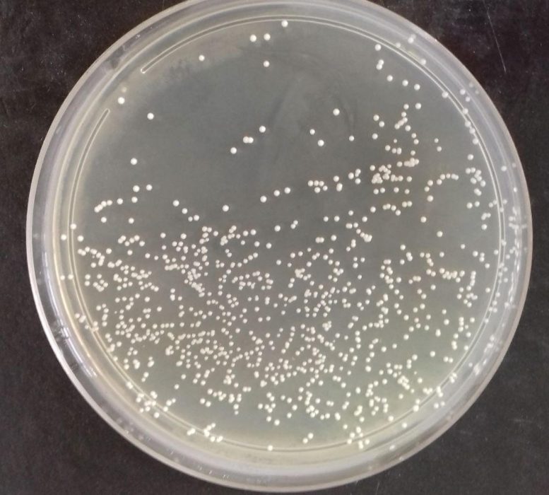 Petri Dish With Saccharomyces cerevisiae