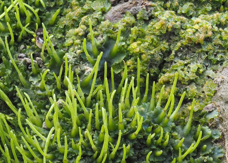 Phaeoceros laevis